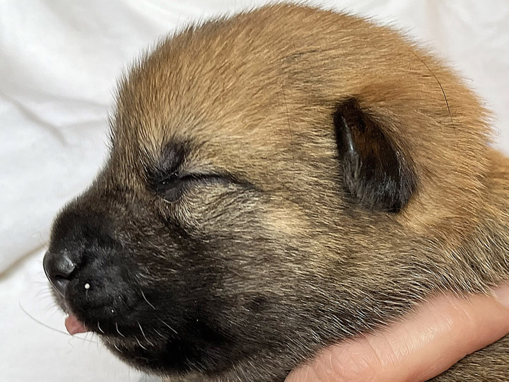 chinook puppy